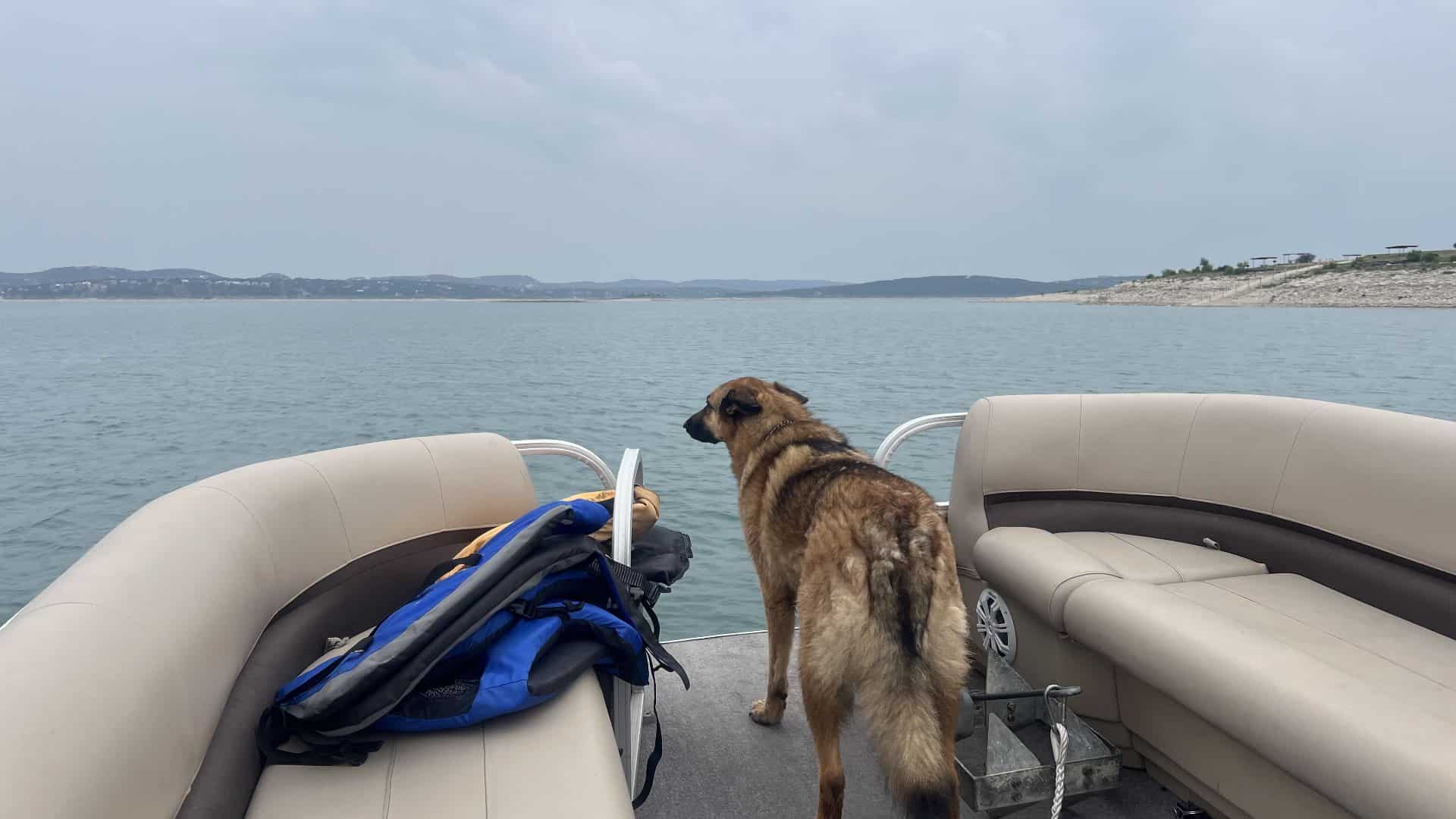 Dog standing on end of pontoon boat looking out over the water